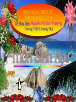 Bo doi và bo ca voi- phuong