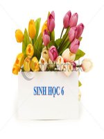 Bài 28 Cấu tạo và chức năng của Hoa