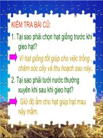 Trồng cây rau, hoa