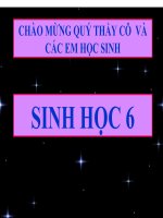 Sinh 6 Bài 37 Tảo