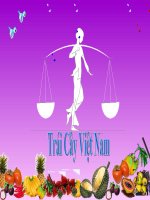 Trái cây Việt Nam