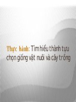 thuc hanh tim hieu thành tựu chọn giống và cây trồng