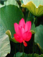 GD TƯ TƯỞNG HỒ CHÍ MINH- GIẢI 3 TP