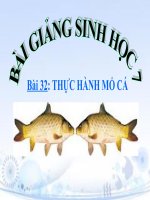 bài giảng sinh học 7 bài 32 thực hành mổ cá