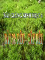 bài giảng sinh học 6 bài 38 rêu và cây rêu