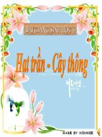 bài giảng sinh học 6 bài 40 hạt trần cây thông