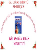 bài giảng sinh học 8 bài 45 dây thần kinh tủy