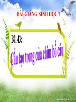 bài giảng sinh học 7 bài 43 cấu tạo trong của chim bồ câu