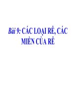 bài giảng sinh học 6 bài 9 các loại rễ các miền của rễ