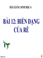 bài giảng sinh học 6 bài 12 biến dạng của rễ