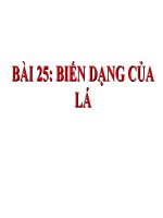 bài giảng sinh học 6 bài 25 biến dạng của lá