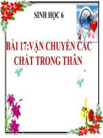 bài giảng sinh học 6 bài 17 vận chuyển các chất trong thân