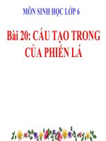 bài giảng sinh học 6 bài 20 cấu tạo trong của phiến lá