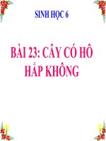 bài giảng sinh học 6 bài 23 cây có hô hấp không