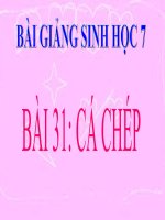 bài giảng sinh học 7 bài 31 cá chép