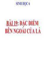 bài giảng sinh học 6 bài 19 đặc điểm ngoài của lá