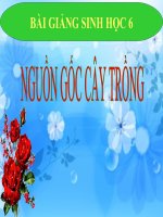bài giảng sinh học 6 bài 45 nguồn gốc của cây trồng