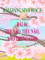 bài giảng sinh học 8 bài 46 trụ não, tiểu não, não trung gian