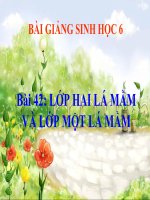 bài giảng sinh học 6 bài 42 lớp hai lá mầm và lớp 1 lá mầm