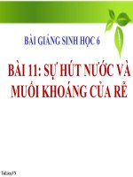 bài giảng sinh học 6 bài 11 sự hút nước và muối khoáng của rễ