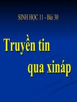 bài giảng sinh học 11 bài 30 truyền tin qua xináp