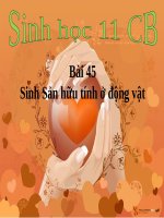 bài giảng sinh học 11 bài 45 sinh sản hữu tính ở động vật