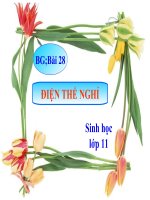 bài giảng sinh học 11 bài 28 điện thế nghỉ