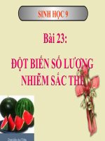 bài giảng sinh học 9 bài 23 đột biến số lượng nhiễm sắc thể