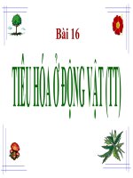 bài giảng sinh học 11 bài 16 tiêu hóa ở động vật (tiếp theo)