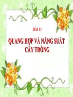 bài giảng sinh học 11 bài 11 quang hợp và năng suất cây trồng