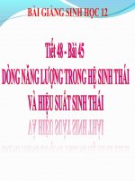 bài giảng sinh học 12 bài 45 dòng năng lượng trong hệ sinh thái và hiệu suất sinh thái