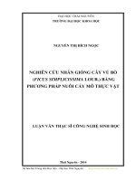 Nghiên cứu nhân giống cây vú bò (Ficus Simplicissima Lour.) bằng phương pháp nuôi cấy mô thực vật