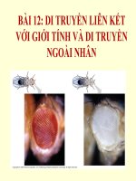 bài giảng sinh học 12 bài 12 di truyền liên kết với giới tính và di truyền ngoài nhân