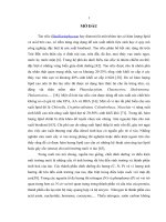 ảnh hưởng của một số điều kiện nuôi cấy đến sinh trưởng phát triển và hàm lượng lipid ở  tảo silic