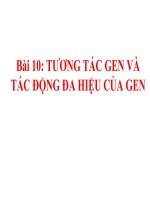bài giảng sinh học 12 bài 10 tương tác gen và tác động đa hiệu của gen