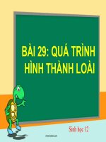 bài giảng sinh học 12 bài 29 quá trình hình thành loài