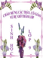 giáo án bồi dưỡng thao giảng, thi giáo viên giỏi sinh học lớp 9 bài 20 đột biến gen (15)