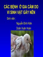 CÁC BỆNH  Ở GIA CẦM DO VI SINH VẬT GÂY NÊN