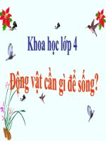 bài giảng khoa học 4 bài 62 động vật cần gì để sống