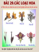 thuyết trình sinh học các loại hoa