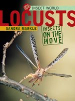 insect world locusts
