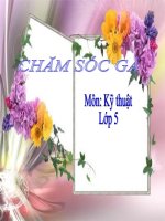 bài giảng kỹ thuật 5 bài 14 chăm sóc gà