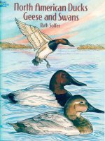 north american ducks geese and swans