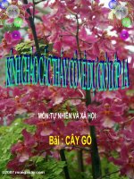 bài giảngtự nhiên xã hội lớp 1 bài 24 cây gỗ