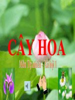 bài giảng tự nhiên xã hội lớp 1 bài 23 cây hoa