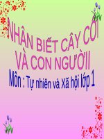 bài giảng tự nhiên xã hội lớp 1 bài 29 nhận biết cây cối và con vật