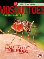 insect world mosquitoes
