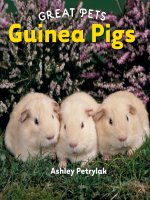 great pets guinea pigs