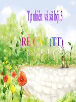 bài giảng tự nhiên xã hội lớp 3 bài 44 rễ cây (tt)