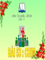 bài giảngtự nhiên xã hội lớp 3 bài 53 chim